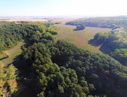 Martuk forest