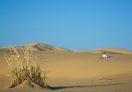 The «Accum» sands